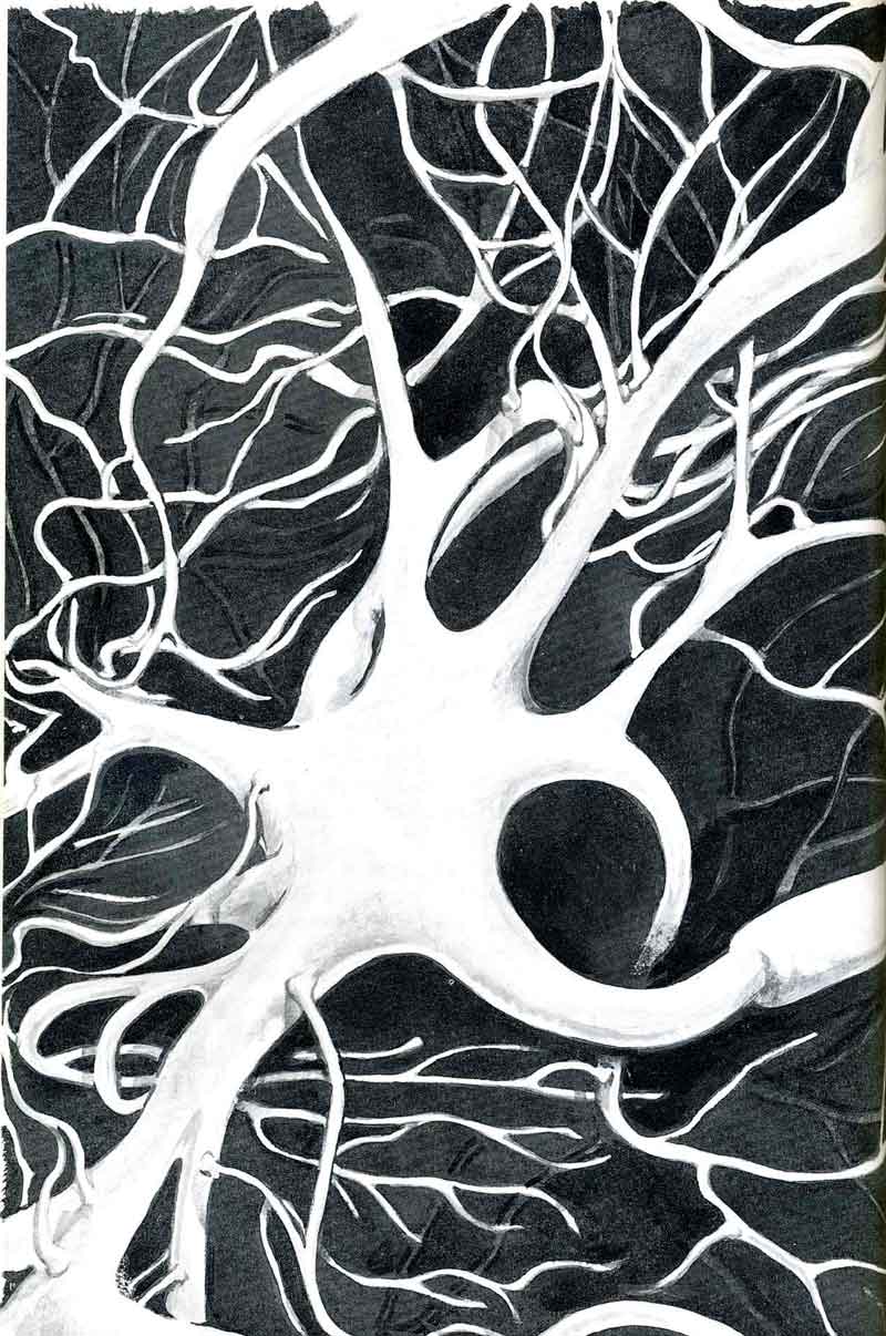 نورون های مغز شبیه به نقشه ذهنی